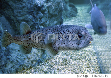 ネズミフグ 116766219