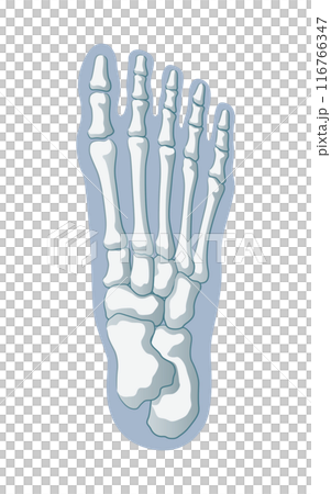 Foot bone 116766347