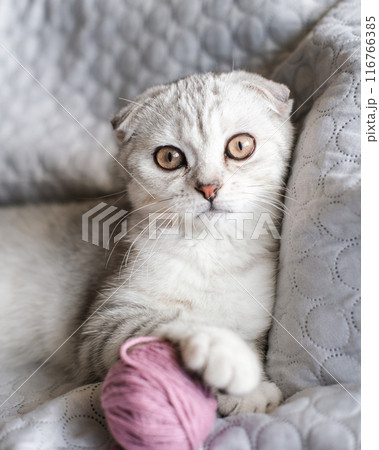 A cute tabby kitten sits with skeins of thread on the sofa. Cute scottish fold kitten and balls of yarn A cute tabby kitten sits with skeins of thread on the sofa. Cute scottish fold kitten and balls of yarn 116766385