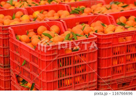 juicy fresh tangerines in boxes for sale in Cyprus in winter 19 116766696