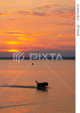 Labrador dog swims in lake or sea, natural view. Freedom of relaxation. pet on walk on beach 116766833
