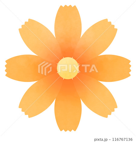 ふんわりオレンジ色のコスモスの花のイラスト 116767136