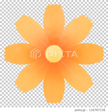 蓬鬆的橙色波斯菊花的插圖 116767136