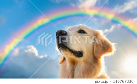 虹がかかった空を眺めるゴールデンレトリバー 116767330