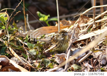 枯れ藪に紛れるアオジ　黄緑色の野鳥　冬の姿　保護色 116767382
