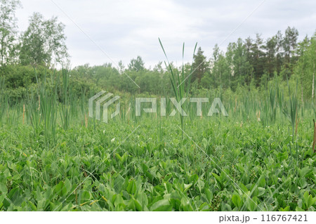 Green fen vegetation  with sedge and bogbeans on a blured background 116767421
