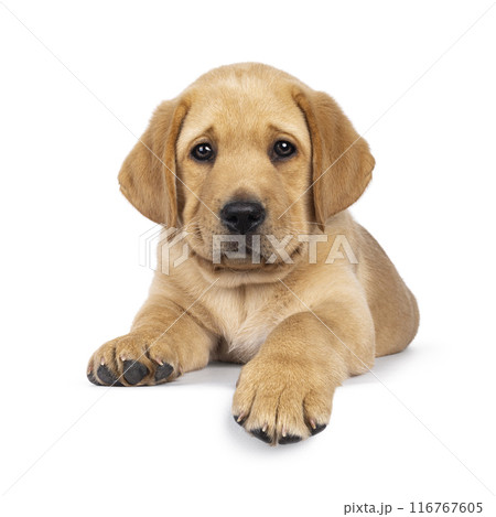 Young Labrador dog on white background Young Labrador dog on white background 116767605