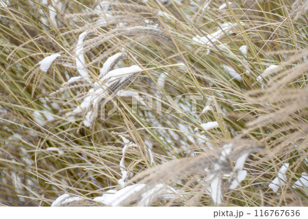 Miscanthus under the snow in winter. Garden plant 116767636