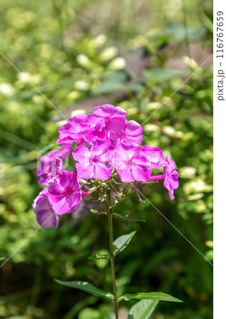 フロックス・パニクラタは艶やかな花と知られる【ハナシノブ科 フロックス・パニクラタは艶やかな花と知られる【ハナシノブ科 116767659