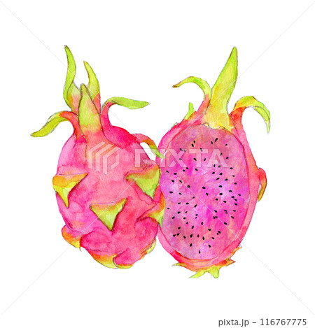 ドラゴンフルーツ ピタヤ 水彩イラスト ドラゴンフルーツ ピタヤ 水彩イラスト 116767775