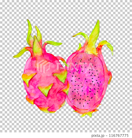 Dragon fruit pitaya watercolor illustration 116767775