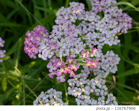 初夏の庭に咲くピンク色や白のノコギリソウの花 初夏の庭に咲くピンク色や白のノコギリソウの花 116767900