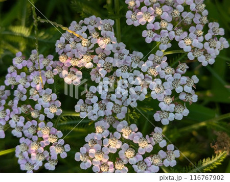 初夏の庭に咲くピンク色や白のノコギリソウの花 初夏の庭に咲くピンク色や白のノコギリソウの花 116767902