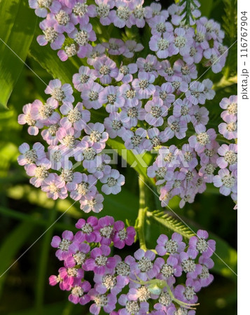 初夏の庭に咲くピンク色や白のノコギリソウの花 116767904