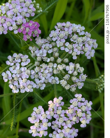 初夏の庭に咲くピンク色や白のノコギリソウの花 116767906