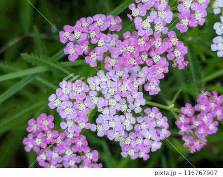 初夏の庭に咲くピンク色や白のノコギリソウの花 116767907