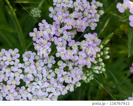 初夏の庭に咲くピンク色や白のノコギリソウの花 初夏の庭に咲くピンク色や白のノコギリソウの花 116767912