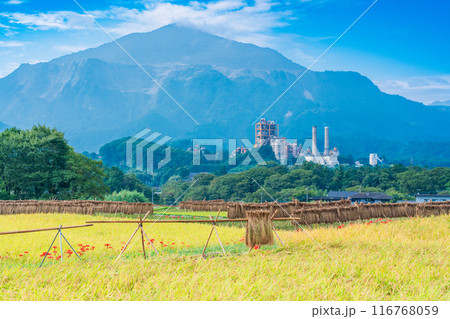 【埼玉県】彼岸花咲く頃、稲刈りが始まった秩父の寺坂棚田 【埼玉県】彼岸花咲く頃、稲刈りが始まった秩父の寺坂棚田 116768059