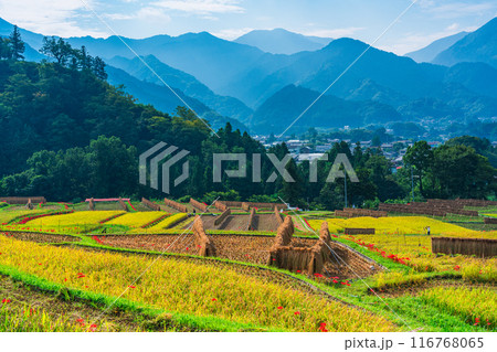 【埼玉県】彼岸花咲く頃、稲刈りが始まった秩父の寺坂棚田 116768065