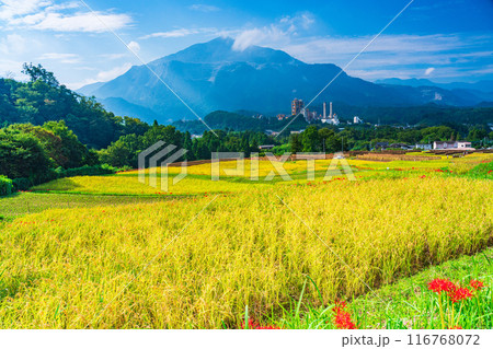 【埼玉県】彼岸花咲く頃、稲刈りが始まった秩父の寺坂棚田 【埼玉県】彼岸花咲く頃、稲刈りが始まった秩父の寺坂棚田 116768072