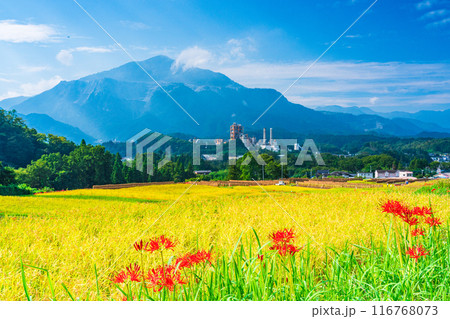 【埼玉県】彼岸花咲く頃、稲刈りが始まった秩父の寺坂棚田 116768073