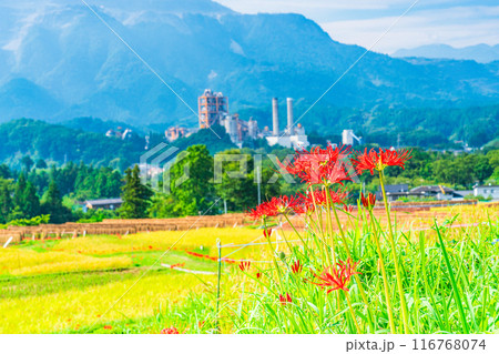 【埼玉県】彼岸花咲く頃、稲刈りが始まった秩父の寺坂棚田 116768074