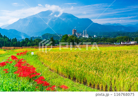 【埼玉県】彼岸花咲く頃、稲刈りが始まった秩父の寺坂棚田 116768075