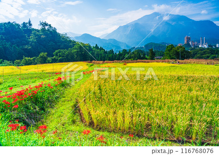 【埼玉県】彼岸花咲く頃、稲刈りが始まった秩父の寺坂棚田 116768076