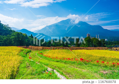 【埼玉県】彼岸花咲く頃、稲刈りが始まった秩父の寺坂棚田 【埼玉県】彼岸花咲く頃、稲刈りが始まった秩父の寺坂棚田 116768078
