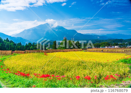 【埼玉県】彼岸花咲く頃、稲刈りが始まった秩父の寺坂棚田 116768079