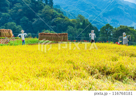 【埼玉県】彼岸花咲く頃、稲刈りが始まった秩父の寺坂棚田 116768181