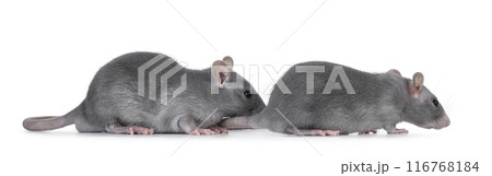 Blue rats on white background 116768184