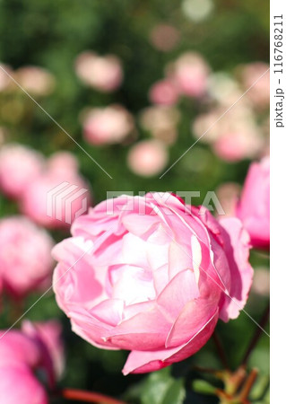 ピンク色の薔薇 116768211