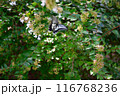 森とアゲハ蝶 116768236