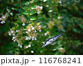 森とアゲハ蝶 116768241