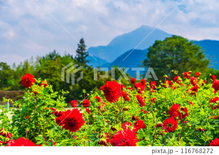 【埼玉県】赤いダリアの花と武甲山 【埼玉県】赤いダリアの花と武甲山 116768272