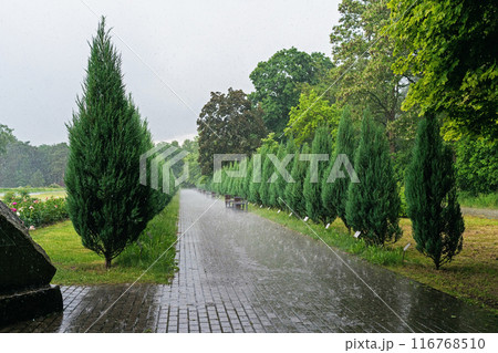Thuja Alley on a rainy day, a tiled path, for relaxation, walking, landscape design. 116768510