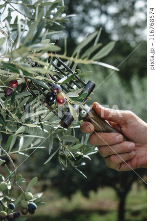 man using a comb-like tool to harvest olives 116768574