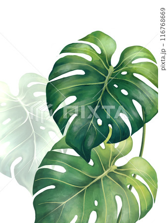 Summer plants illustration. Tropical leaves poster. Hand painted exotic monstera green branches composition on white background Summer plants illustration. Tropical leaves poster. Hand painted exotic monstera green branches composition on white background 116768669