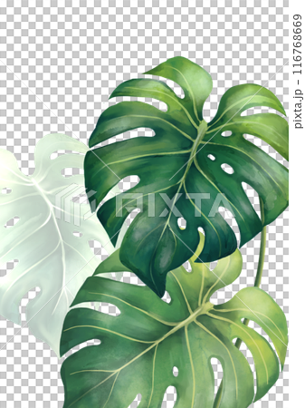 Summer plants illustration. Tropical leaves poster. Hand painted exotic monstera green branches composition on white background Summer plants illustration. Tropical leaves poster. Hand painted exotic monstera green branches composition on white background 116768669