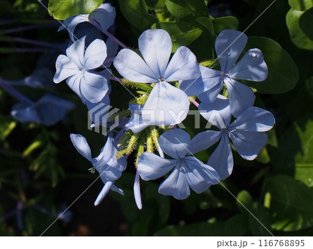 木漏れ日を浴びたルリマツリ（プルンバゴ） 116768895