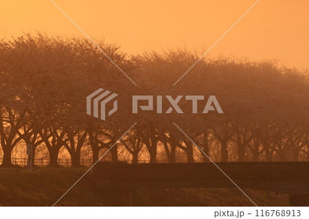 岩手県奥州市前沢区 満開の桜並木 岩手県奥州市前沢区 満開の桜並木 116768913