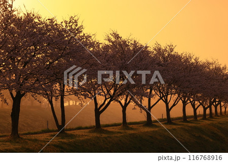 岩手県奥州市前沢区　満開の桜並木 116768916