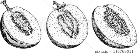Pepino fruit, melon pear, Solanum muricatum. Vector engraving illustration.  116769011