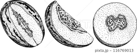 Pepino fruit, melon pear, Solanum muricatum. Vector engraving illustration.  116769013