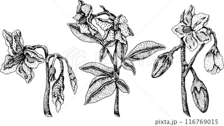 Pepino fruit, melon pear, Solanum muricatum. Vector engraving illustration.  116769015