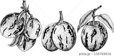 Pepino fruit, melon pear, Solanum muricatum. Vector engraving illustration.  116769016