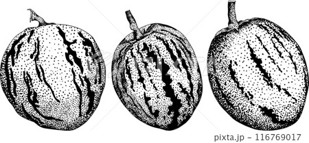 Pepino fruit, melon pear, Solanum muricatum. Vector engraving illustration.  116769017
