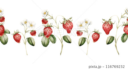 Strawberry with flowers and leaves on the stem, watercolor isolated illustration. Seamless border with berry fruits with blossom for table textile, porcelain tableware, summer fabrics and food package Strawberry with flowers and leaves on the stem, watercolor isolated illustration. Seamless border with berry fruits with blossom for table textile, porcelain tableware, summer fabrics and food package 116769232