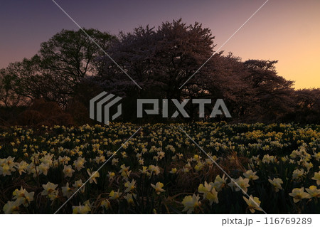 岩手県奥州市　満開の桜 116769289